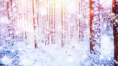 冬<strong>天降</strong>雪时，森林中美丽的白雪覆盖的树木云杉
